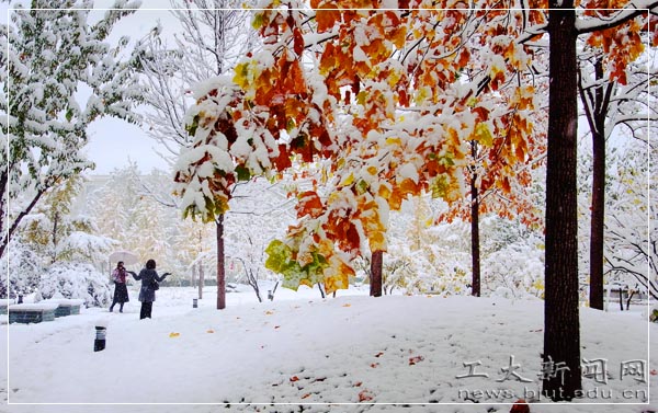 ����ѩ��